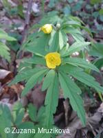 sasanka pryskyřníkovitá