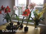 2. ročník jarní výstavky